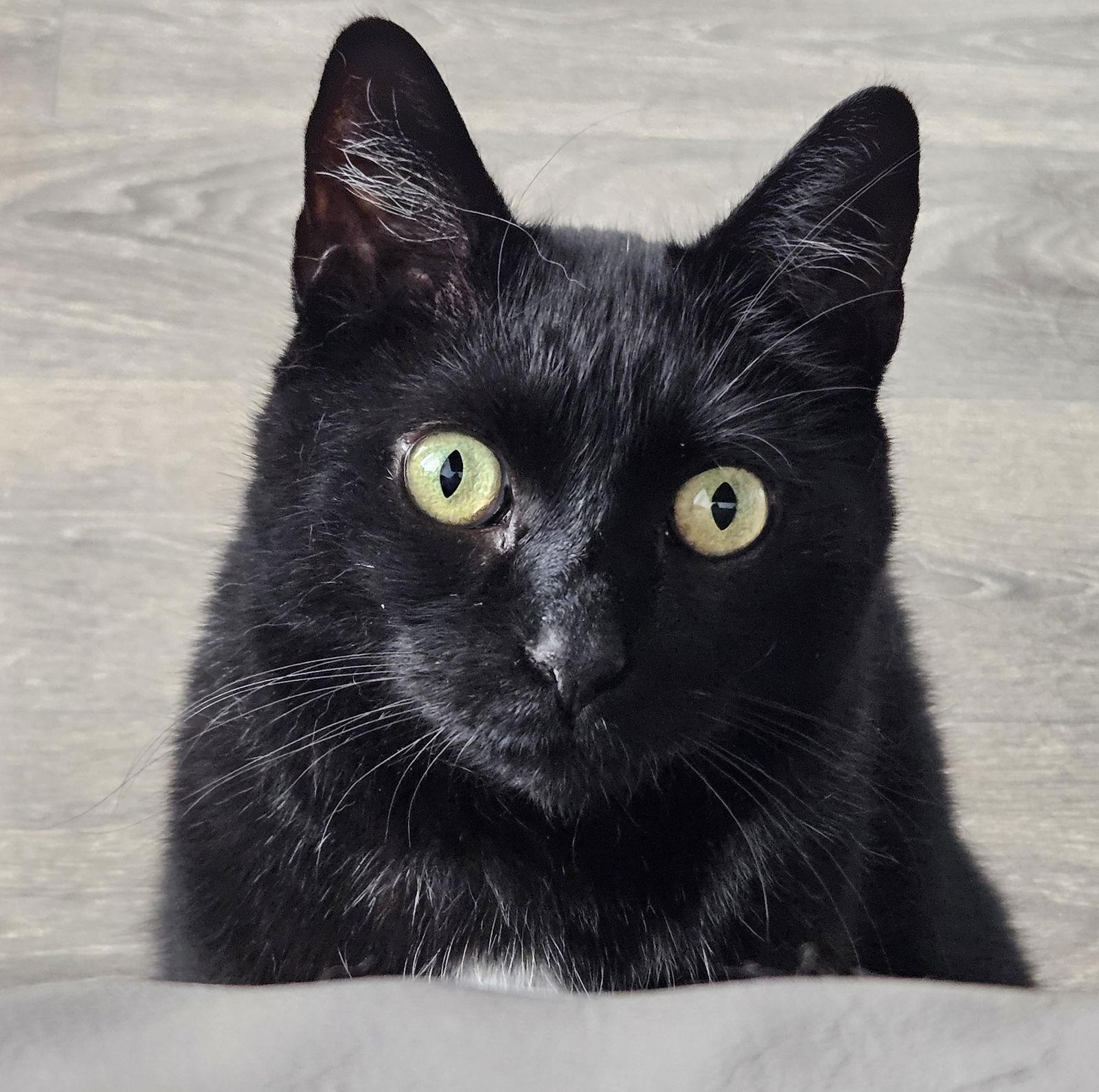 Enlarge Poppyseed (Happy Single), a Adoptable Domestic Short Hair in Richmond Hill, ON image 2/3