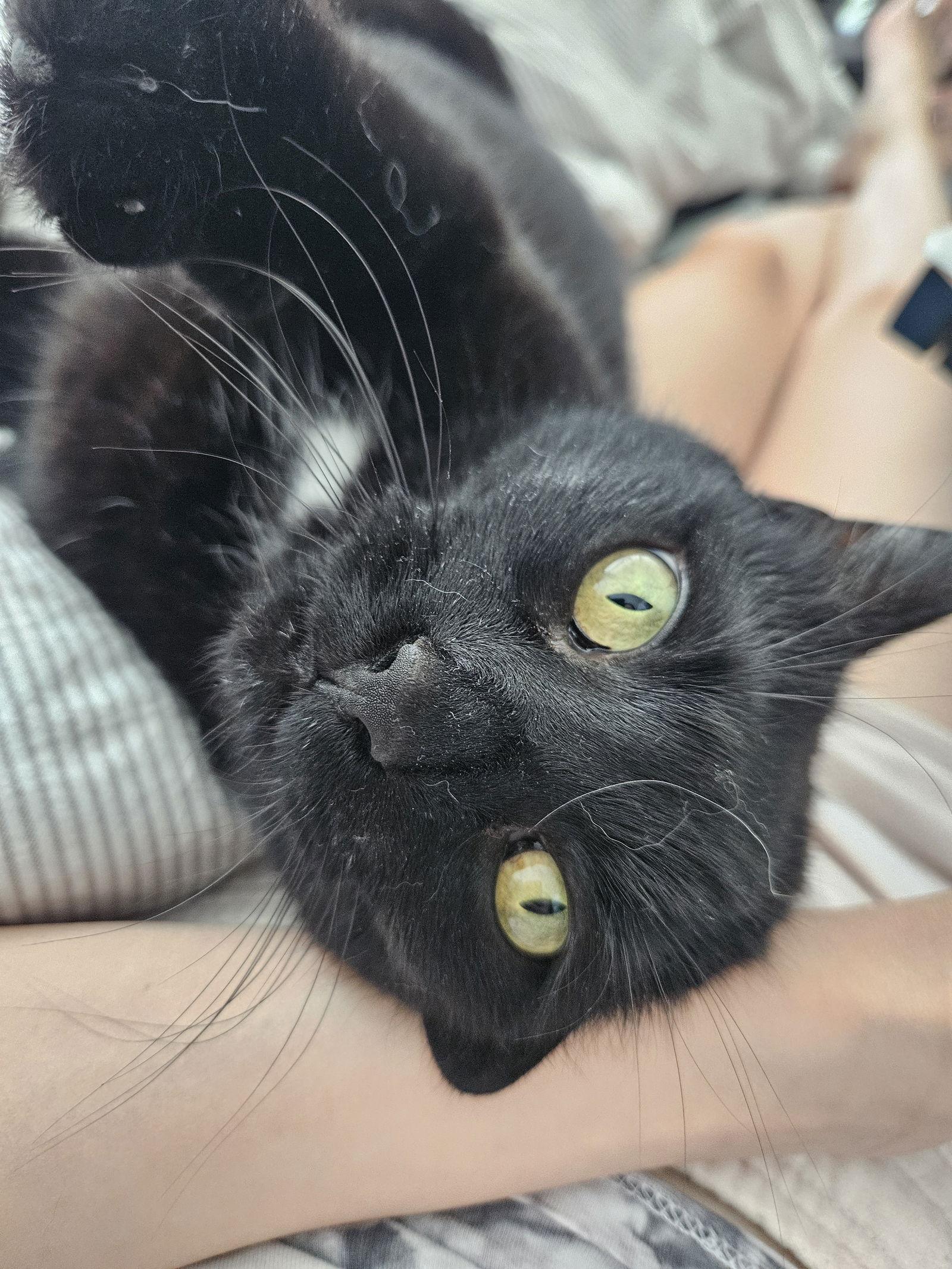 Enlarge Poppyseed (Happy Single), a Adoptable Domestic Short Hair in Richmond Hill, ON image 3/3