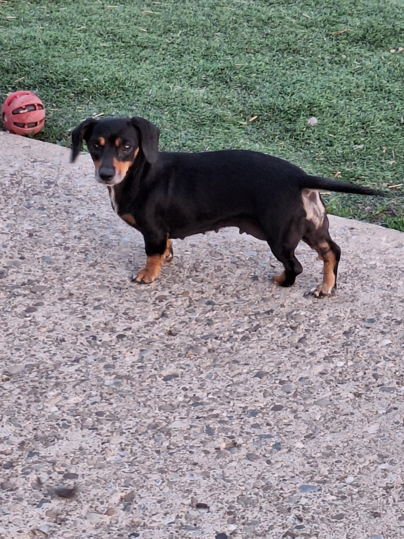Tootie , an adopted Dachshund in St. Clairsville, OH image 3/4