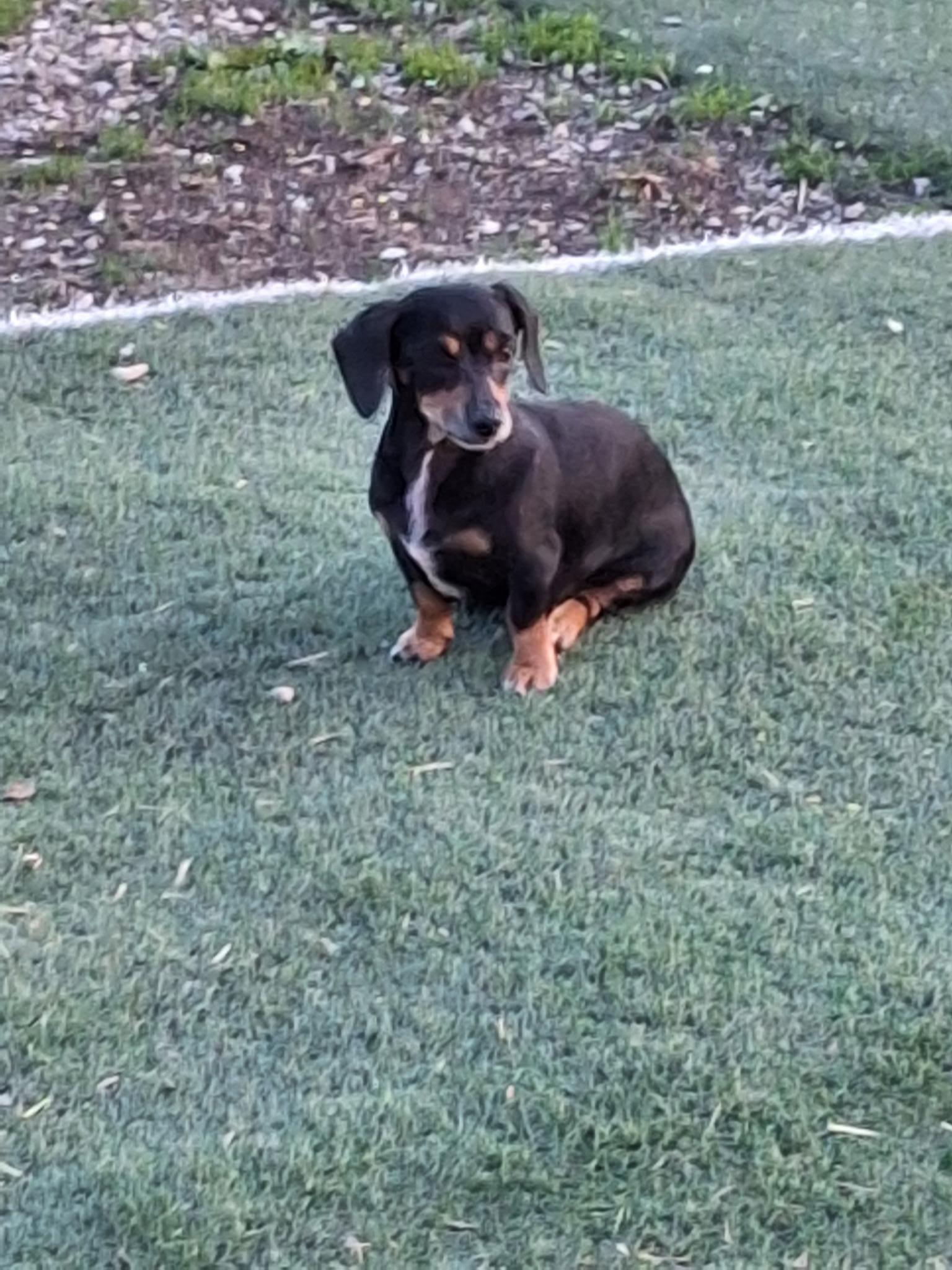 Tootie , an adopted Dachshund in St. Clairsville, OH image 4/4