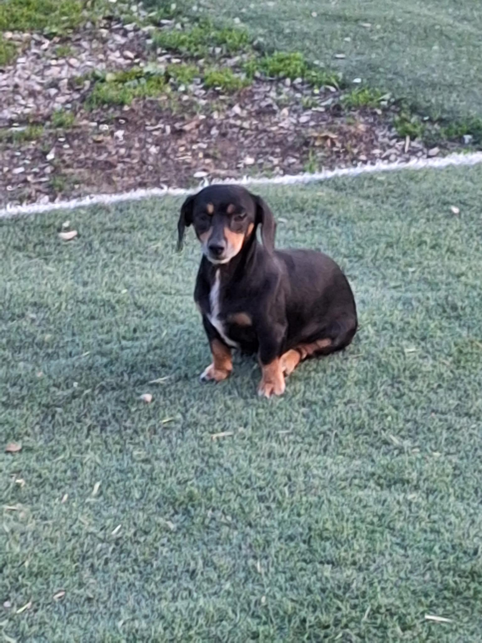 Tootie , an adopted Dachshund in St. Clairsville, OH image 2/4