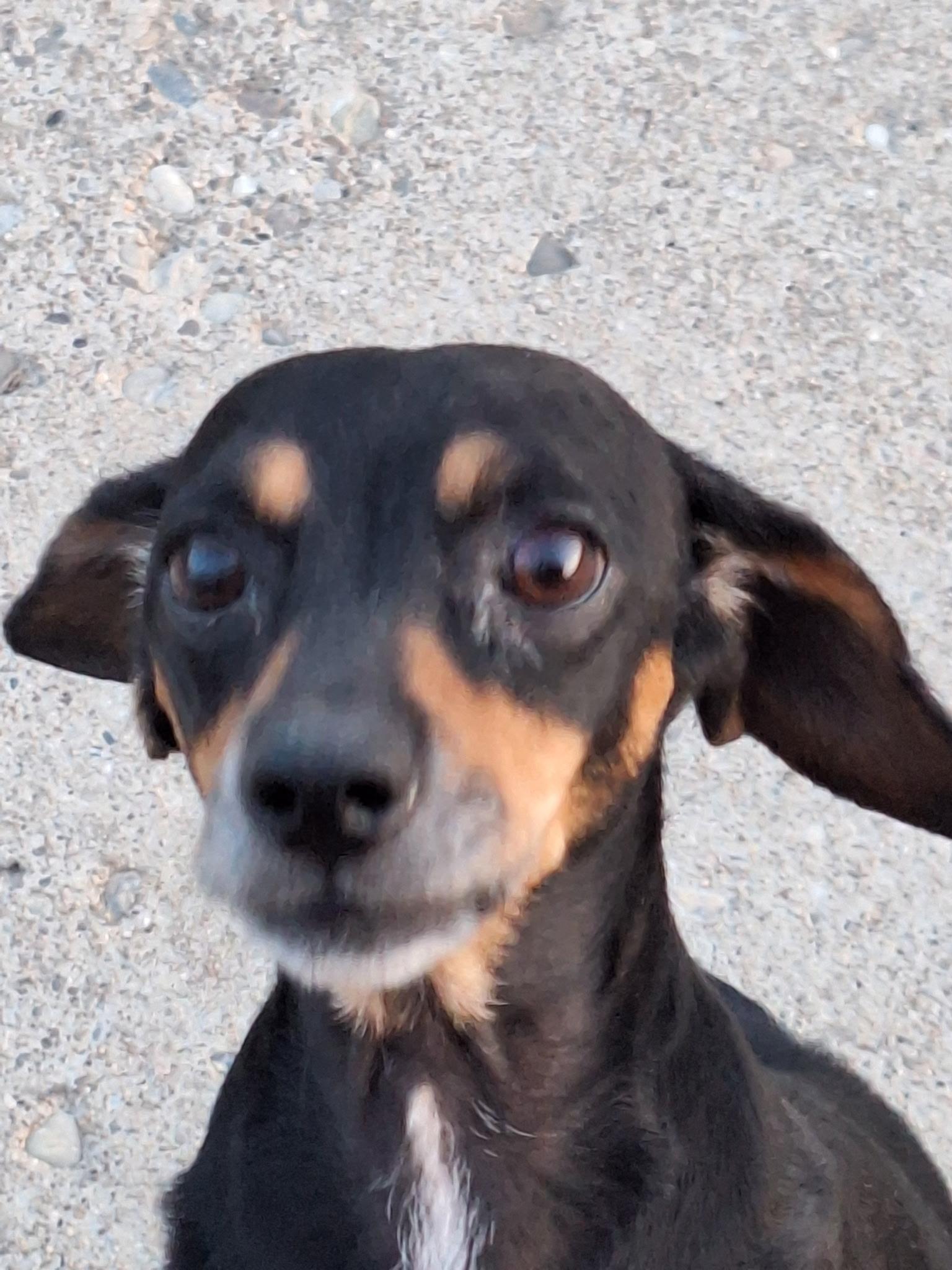 Tootie , adopted, Adult Female Dachshund.