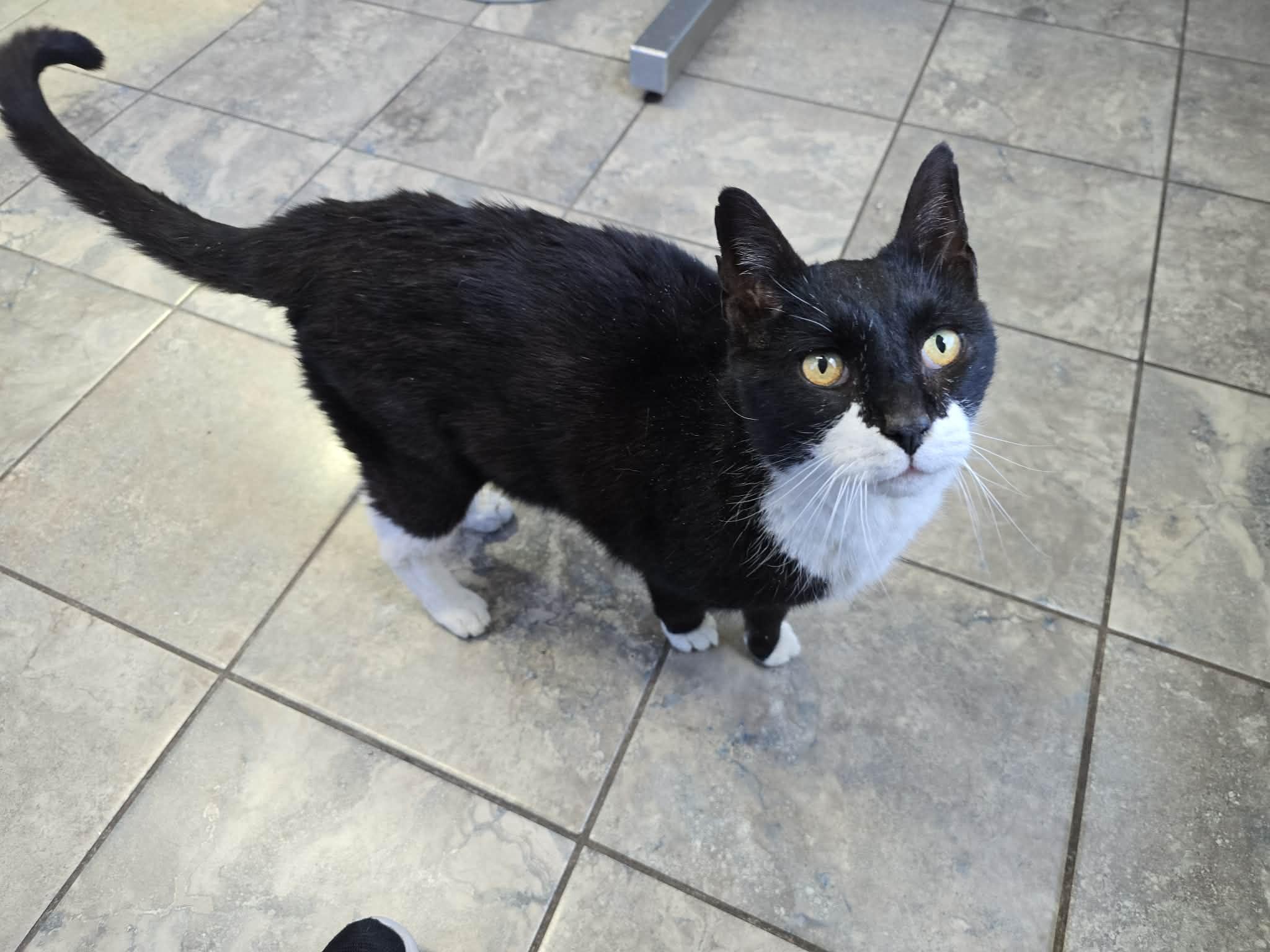 Enlarge Houdini , a ADOPTABLE Tuxedo in Enfield, CT image 4/5