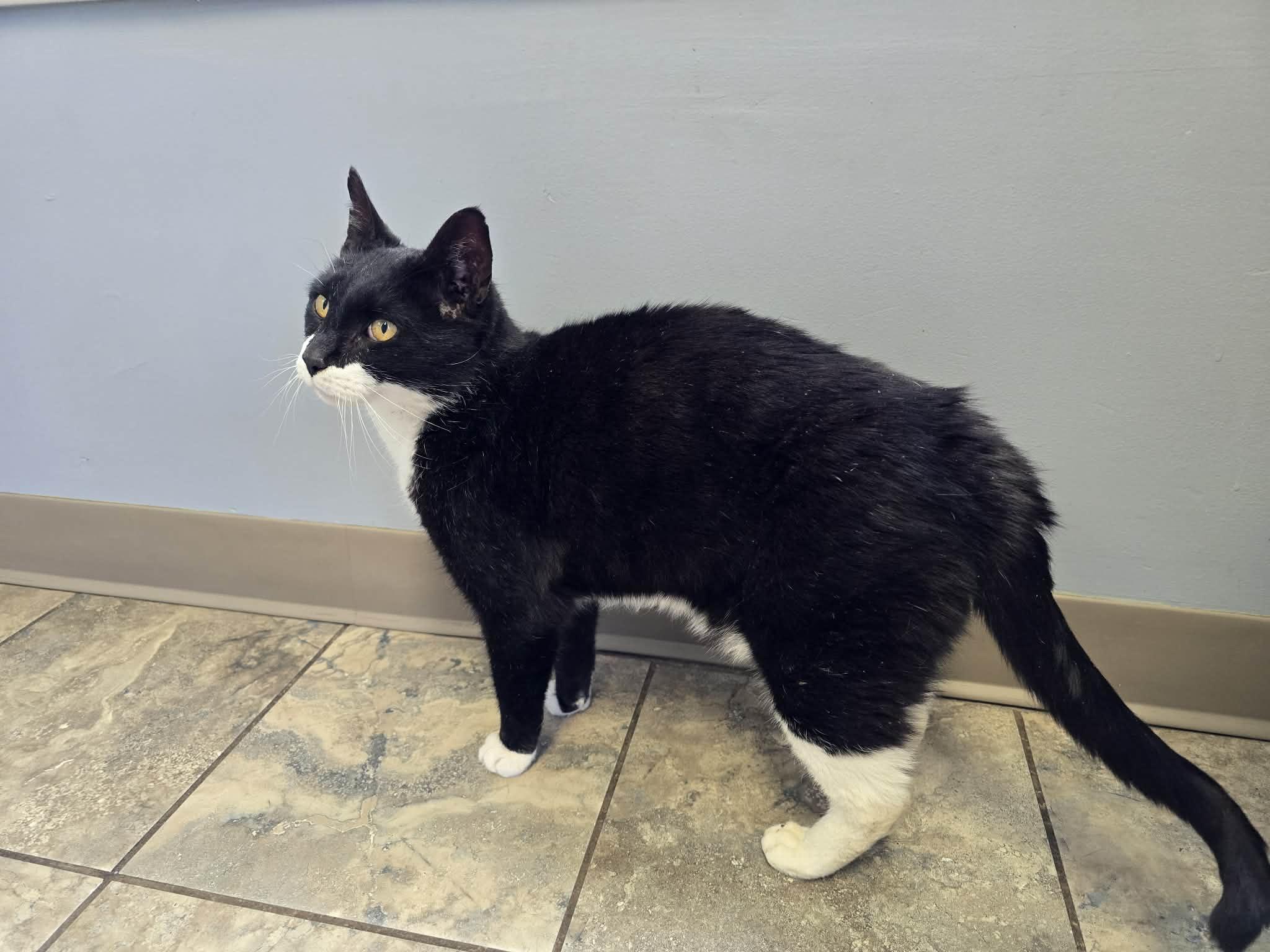 Enlarge Houdini , a ADOPTABLE Tuxedo in Enfield, CT image 5/5