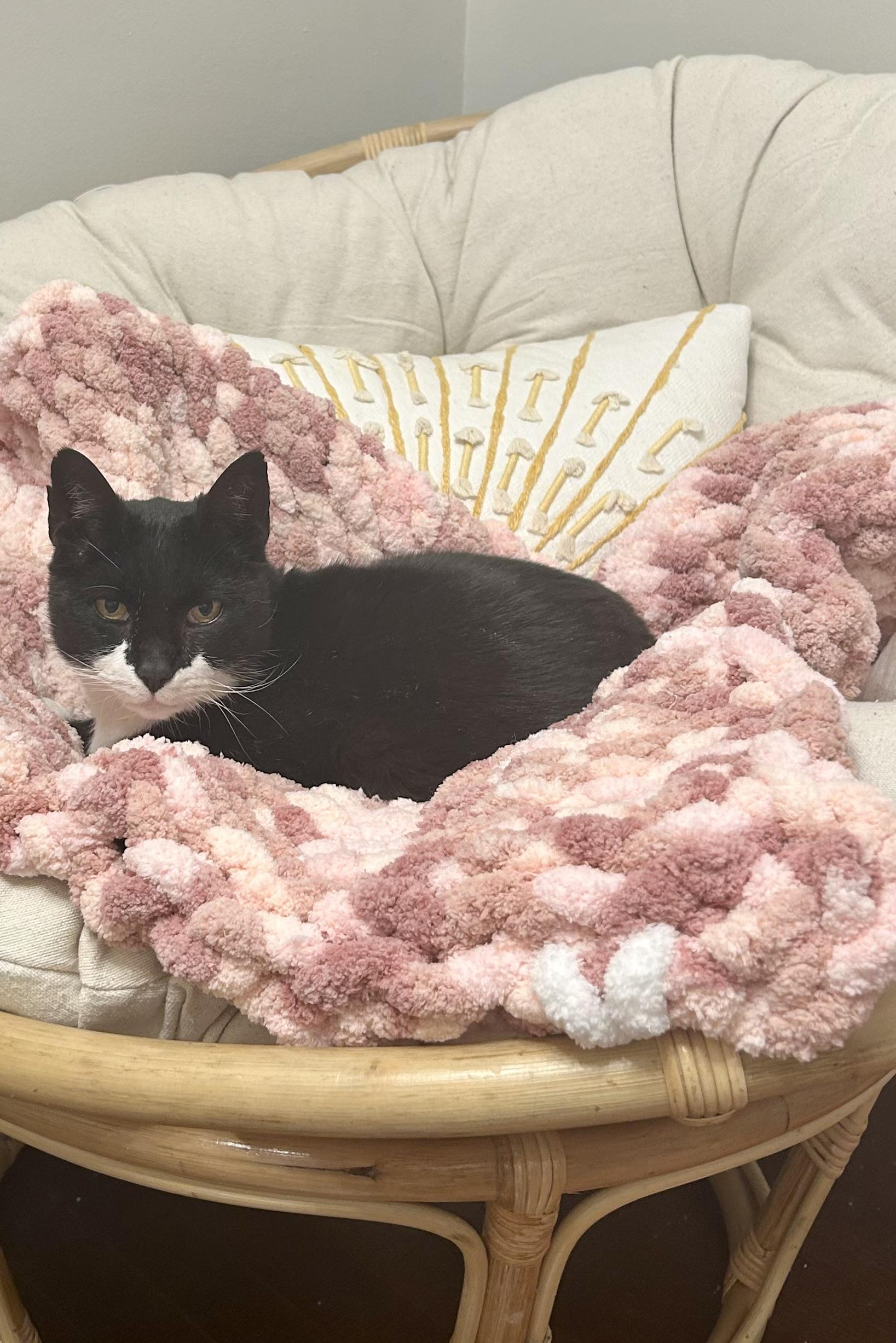 Enlarge Houdini , a ADOPTABLE Tuxedo in Enfield, CT image 1/5