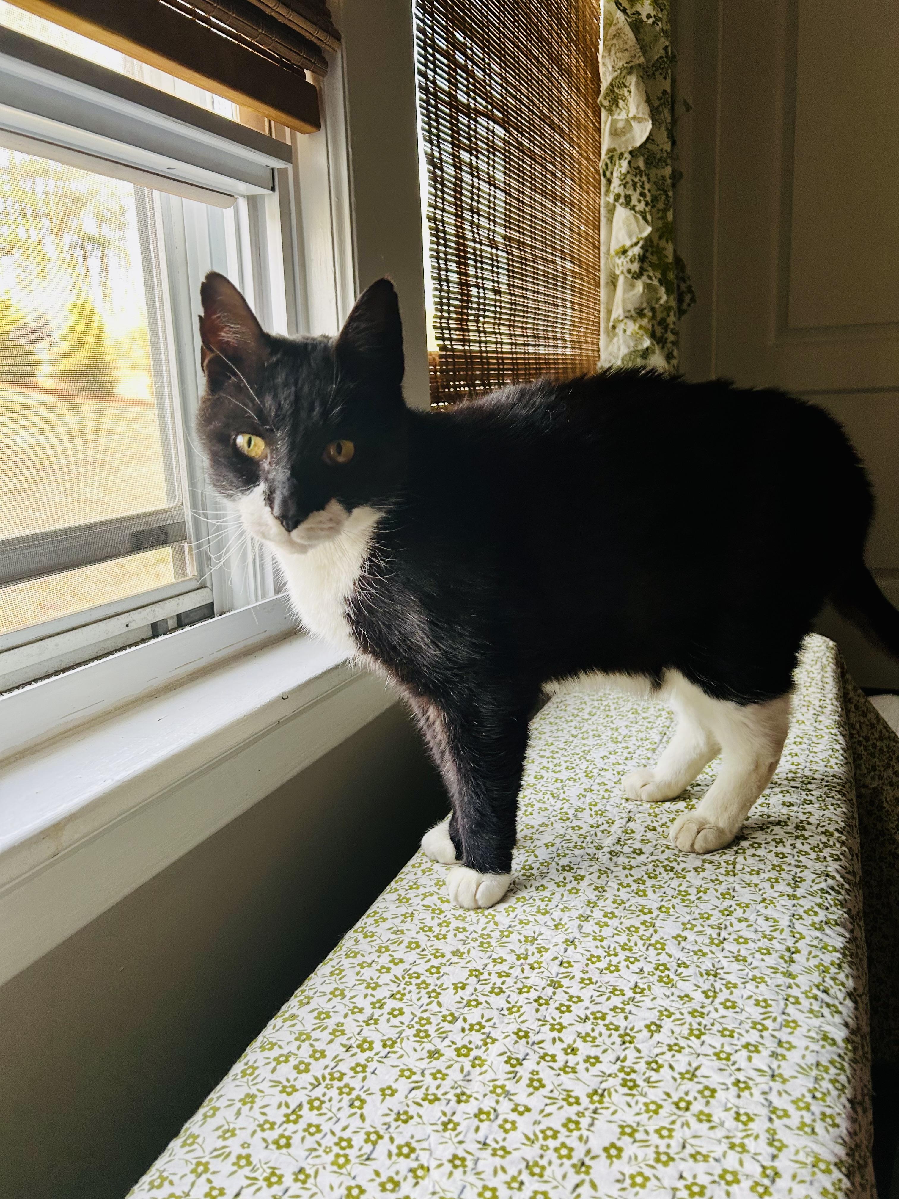 Enlarge Houdini , a ADOPTABLE Tuxedo in Enfield, CT image 3/5