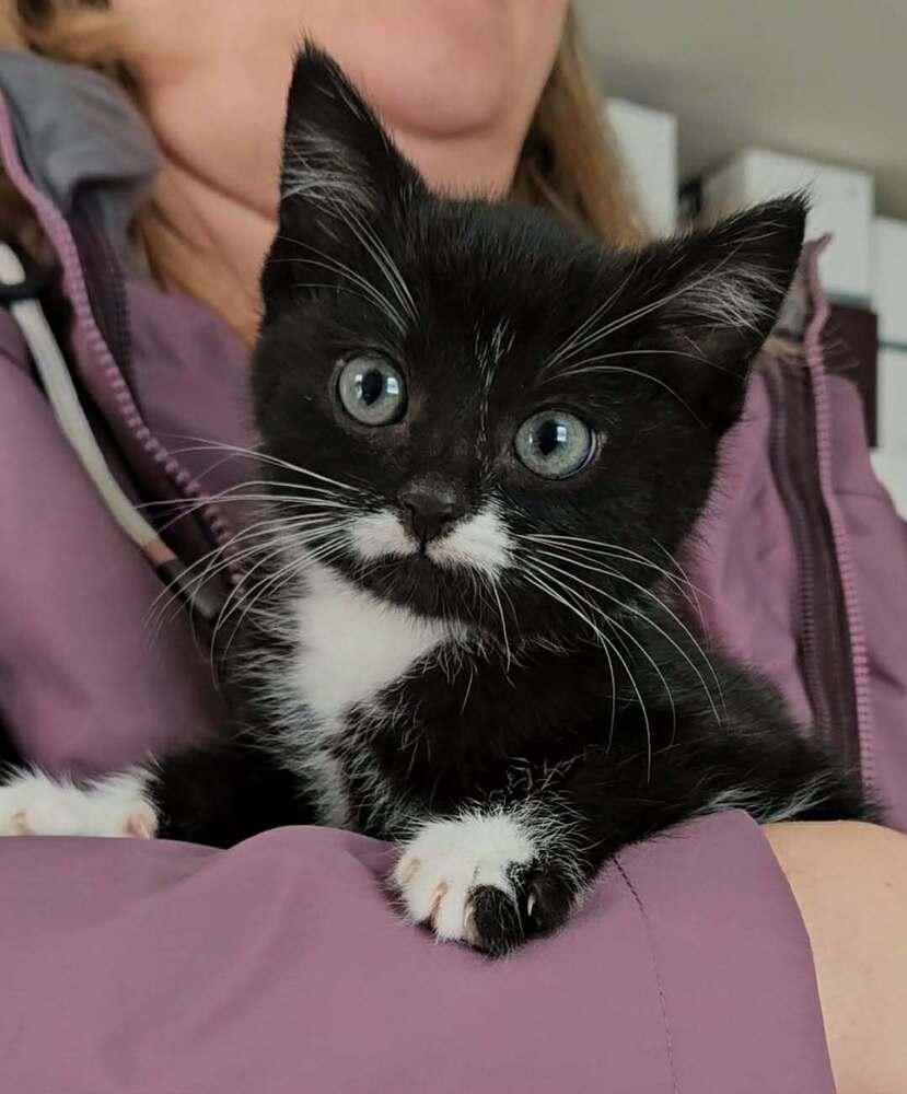 Ernie, ADOPTABLE, Kitten Male Domestic Short Hair.
