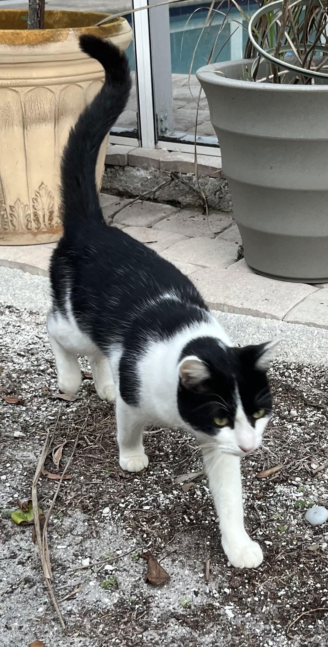 Molly, Adoptable, Young Female Domestic Short Hair.