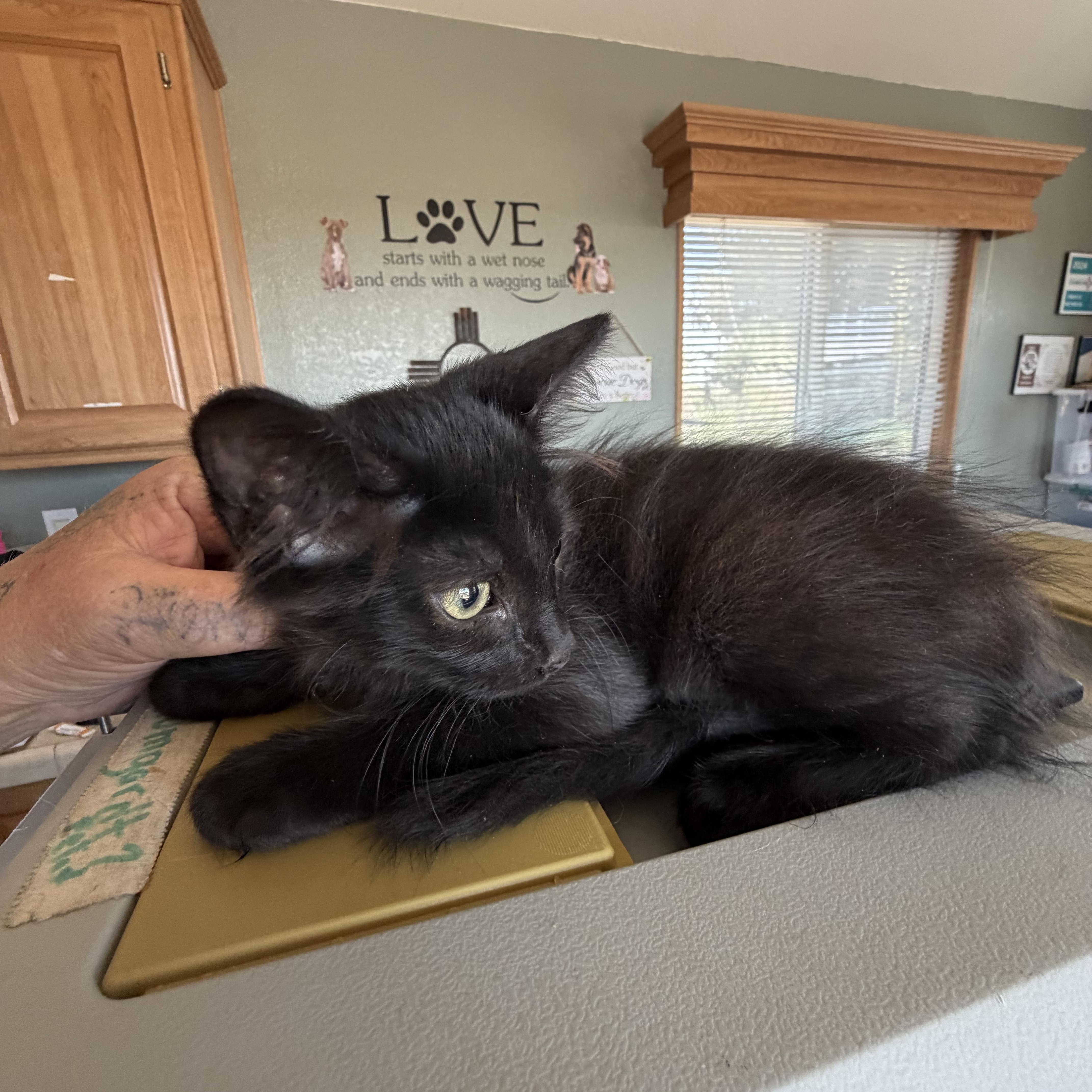 Troya, ADOPTABLE, Kitten Female Domestic Short Hair.