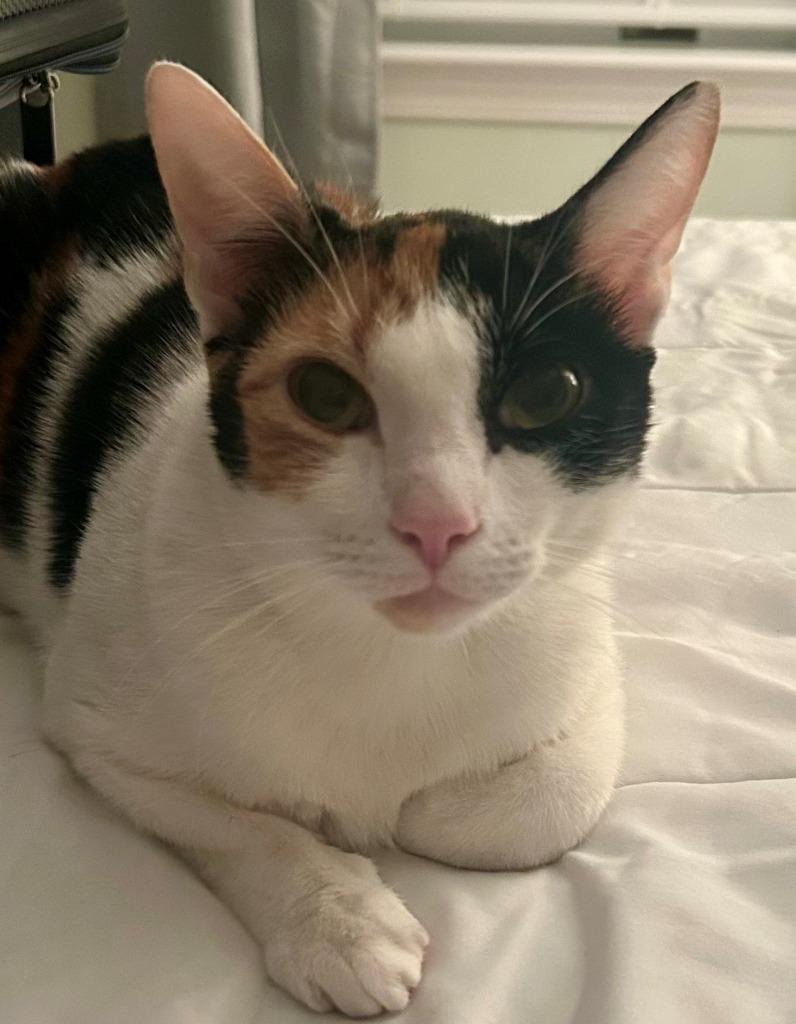 Doja, Adoptable, Young Female Domestic Short Hair.