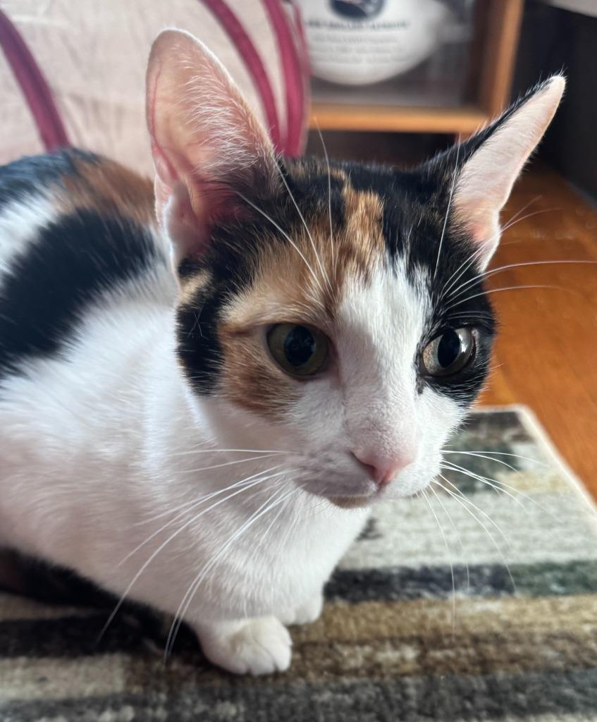 Enlarge Doja, a Adoptable mixed breed in Cumberland, ME image 2/3