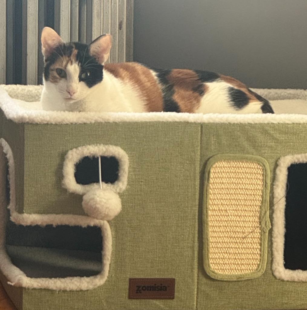 Enlarge Doja, a Adoptable mixed breed in Cumberland, ME image 3/3