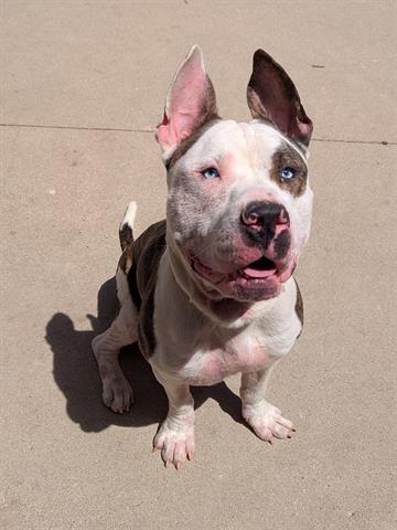 ELVIS, Adoptable, Young Male Pit Bull Terrier.