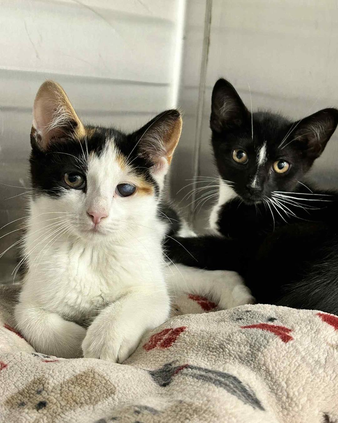 Fern and Grass - Sister and Brother, Young Female unknown