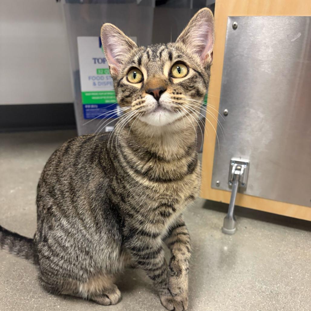 Enlarge Eleanor, a Adoptable Domestic Short Hair in Escondido, CA image 1/6