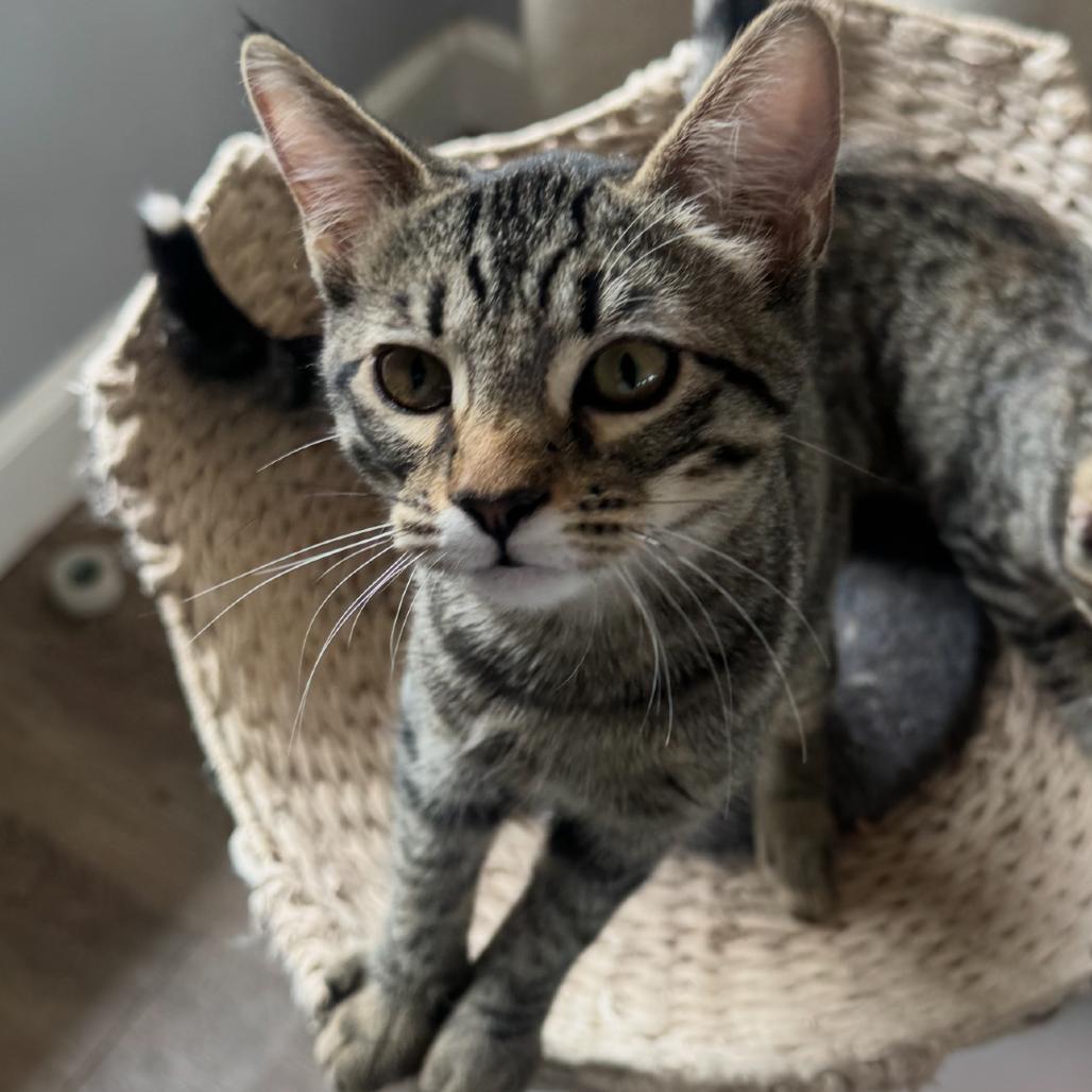 Enlarge Eleanor, a Adoptable Domestic Short Hair in Escondido, CA image 3/6