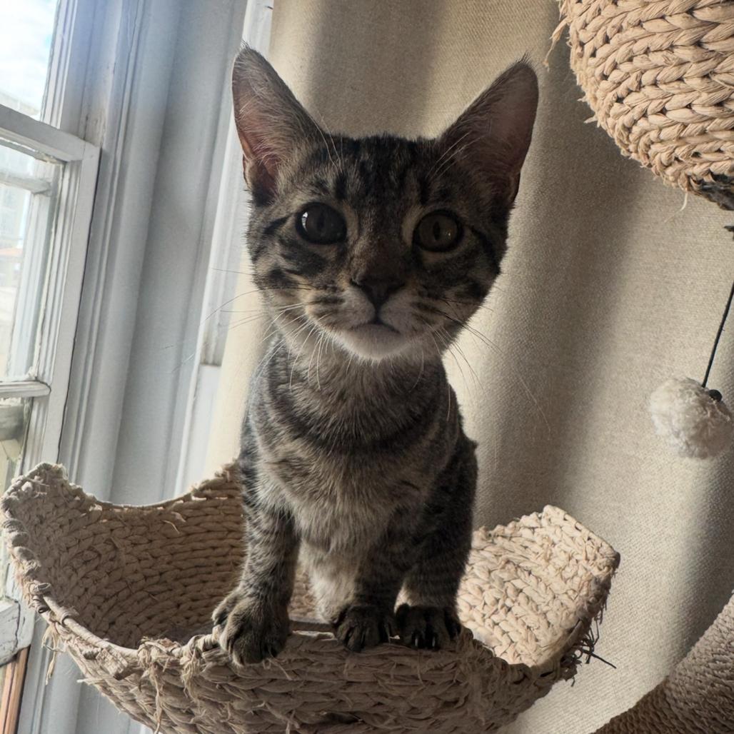 Enlarge Eleanor, a Adoptable Domestic Short Hair in Escondido, CA image 4/6