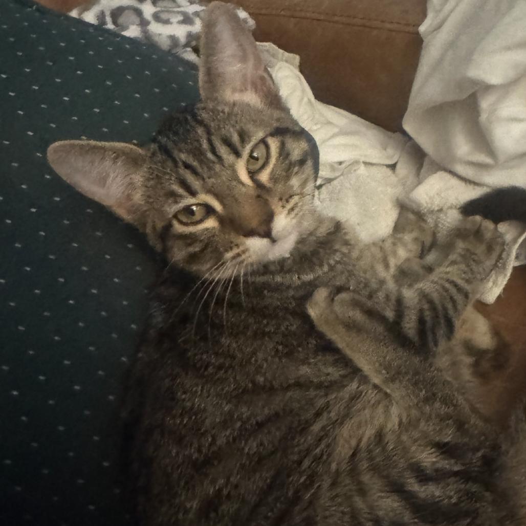 Enlarge Eleanor, a Adoptable Domestic Short Hair in Escondido, CA image 5/6