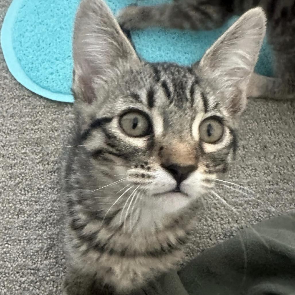 Enlarge Eleanor, a Adoptable Domestic Short Hair in Escondido, CA image 6/6