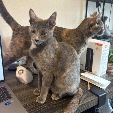 Splotch — thumbnail 6