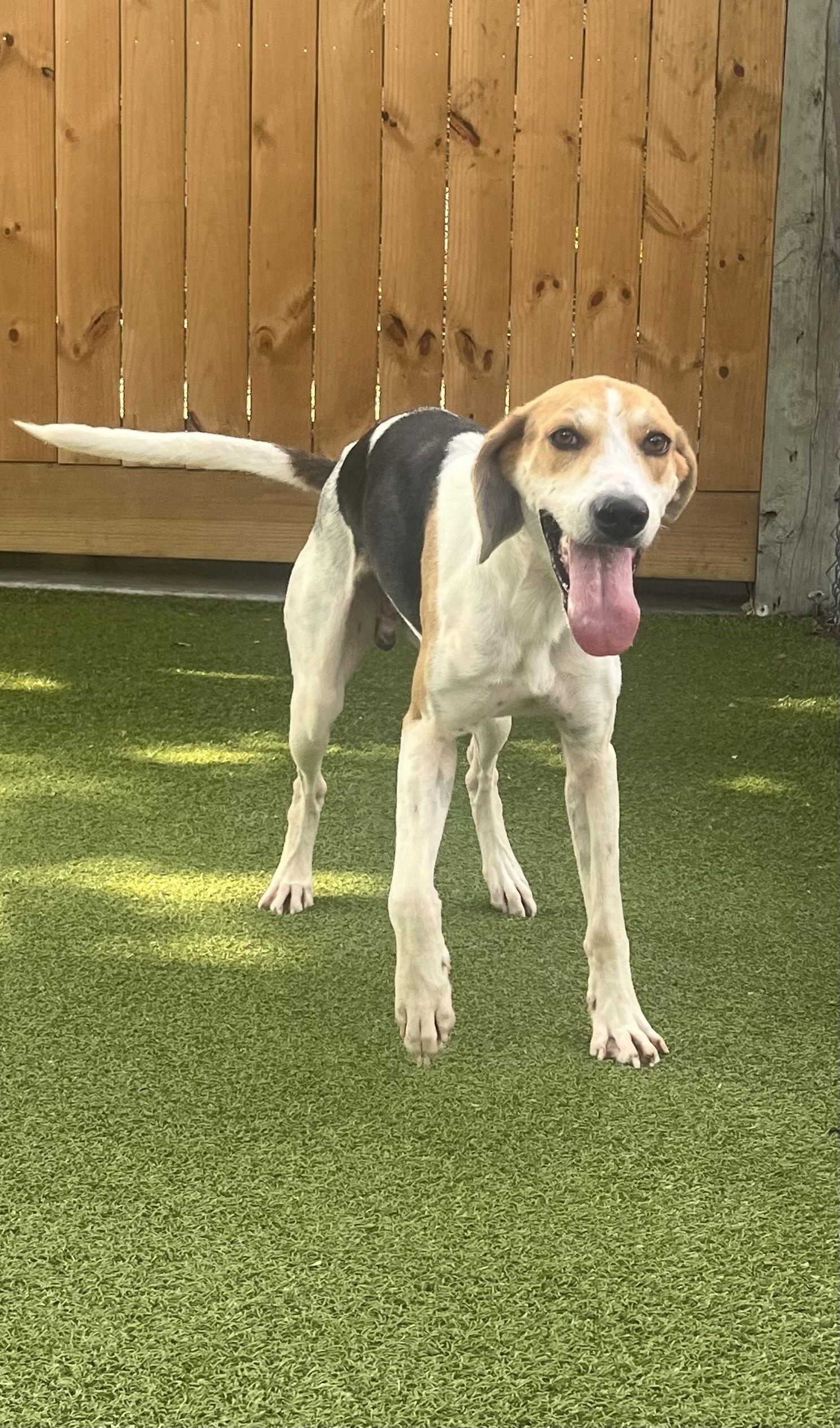 Enlarge Tillman, a Adoptable Hound in Hilton Head Island, SC image 1/1