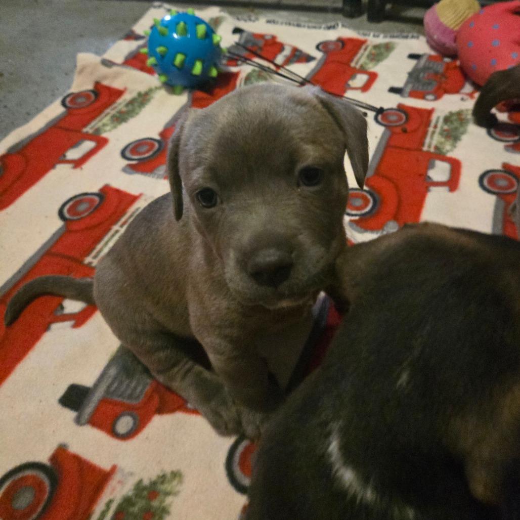 Enlarge Aura, a Adoptable Pit Bull Terrier in Lima, OH image 1/3