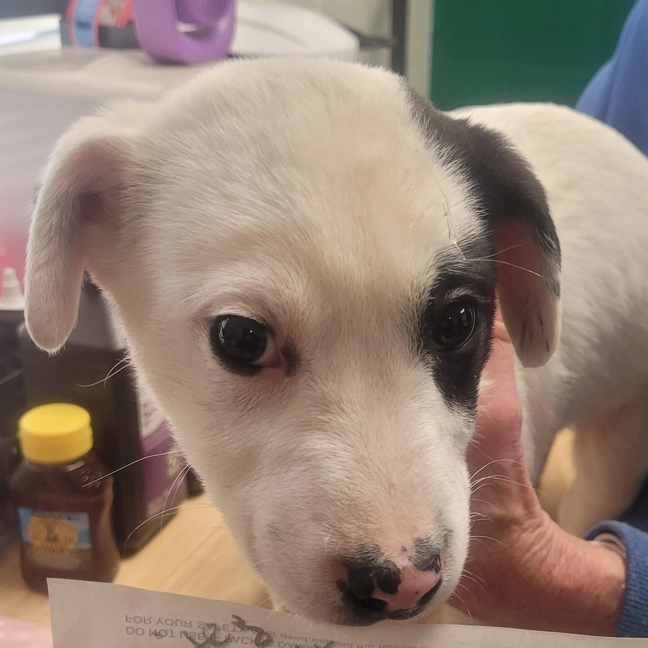 Remodel, adopted, Young Male Australian Cattle Dog / Blue Heeler & Jack Russell Terrier.