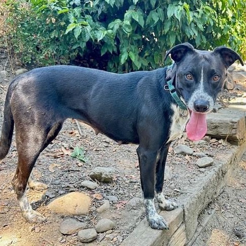 Luna, an adoptable Border Collie, Pit Bull Terrier in Phoenix, OR, 97535 | Photo Image 5