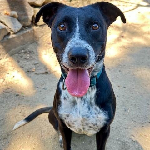 Luna, an adoptable Border Collie, Pit Bull Terrier in Phoenix, OR, 97535 | Photo Image 1