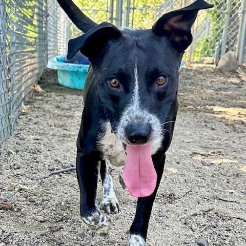 Luna, an adoptable Border Collie, Pit Bull Terrier in Phoenix, OR, 97535 | Photo Image 4