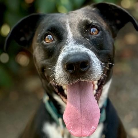 Luna, an adoptable Border Collie, Pit Bull Terrier in Phoenix, OR, 97535 | Photo Image 2
