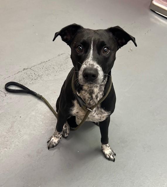 Luna, Adult Female Border Collie