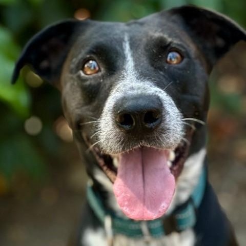 Luna, an adoptable Border Collie, Pit Bull Terrier in Phoenix, OR, 97535 | Photo Image 3