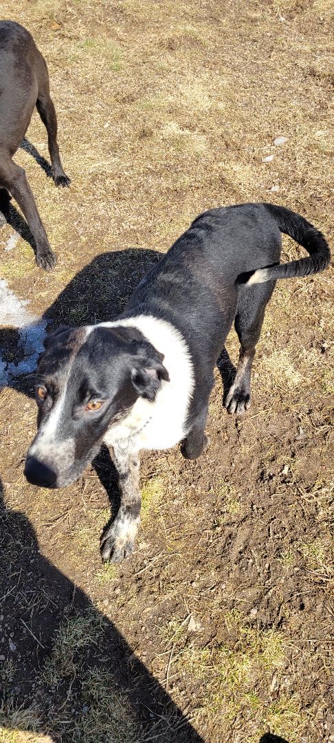 Jingles , a Adoptable mixed breed in Benton, PA image 1/3