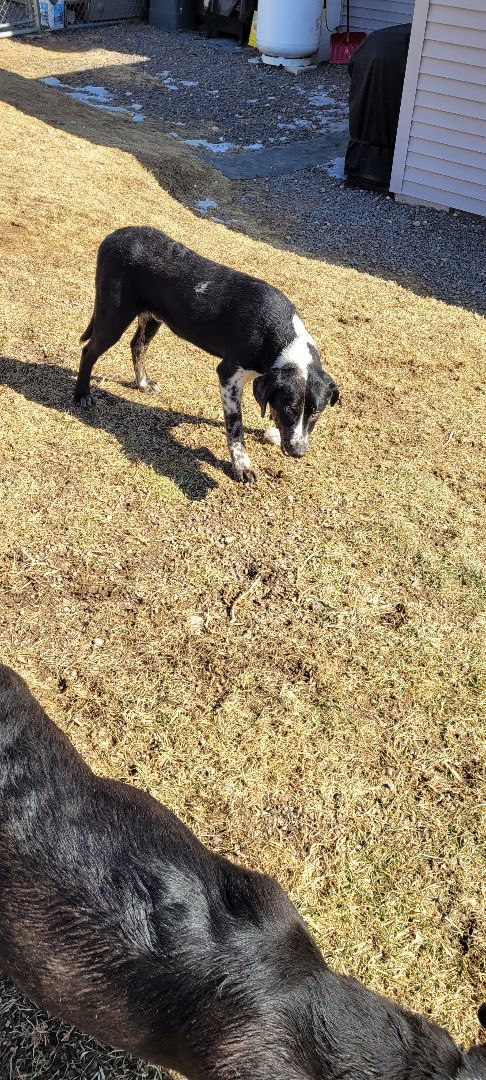 Jingles , a Adoptable mixed breed in Benton, PA image 2/3