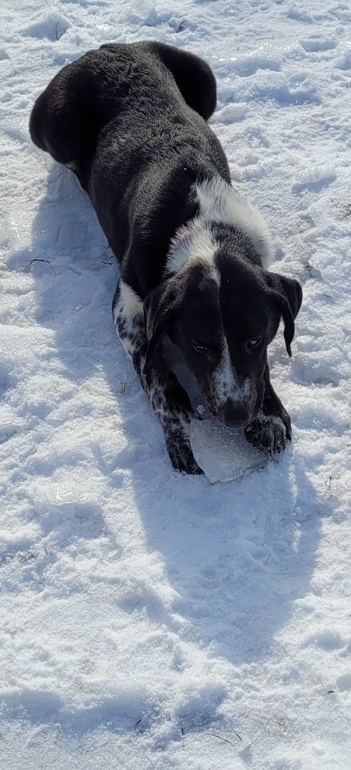 Jingles , a Adoptable mixed breed in Benton, PA image 3/3