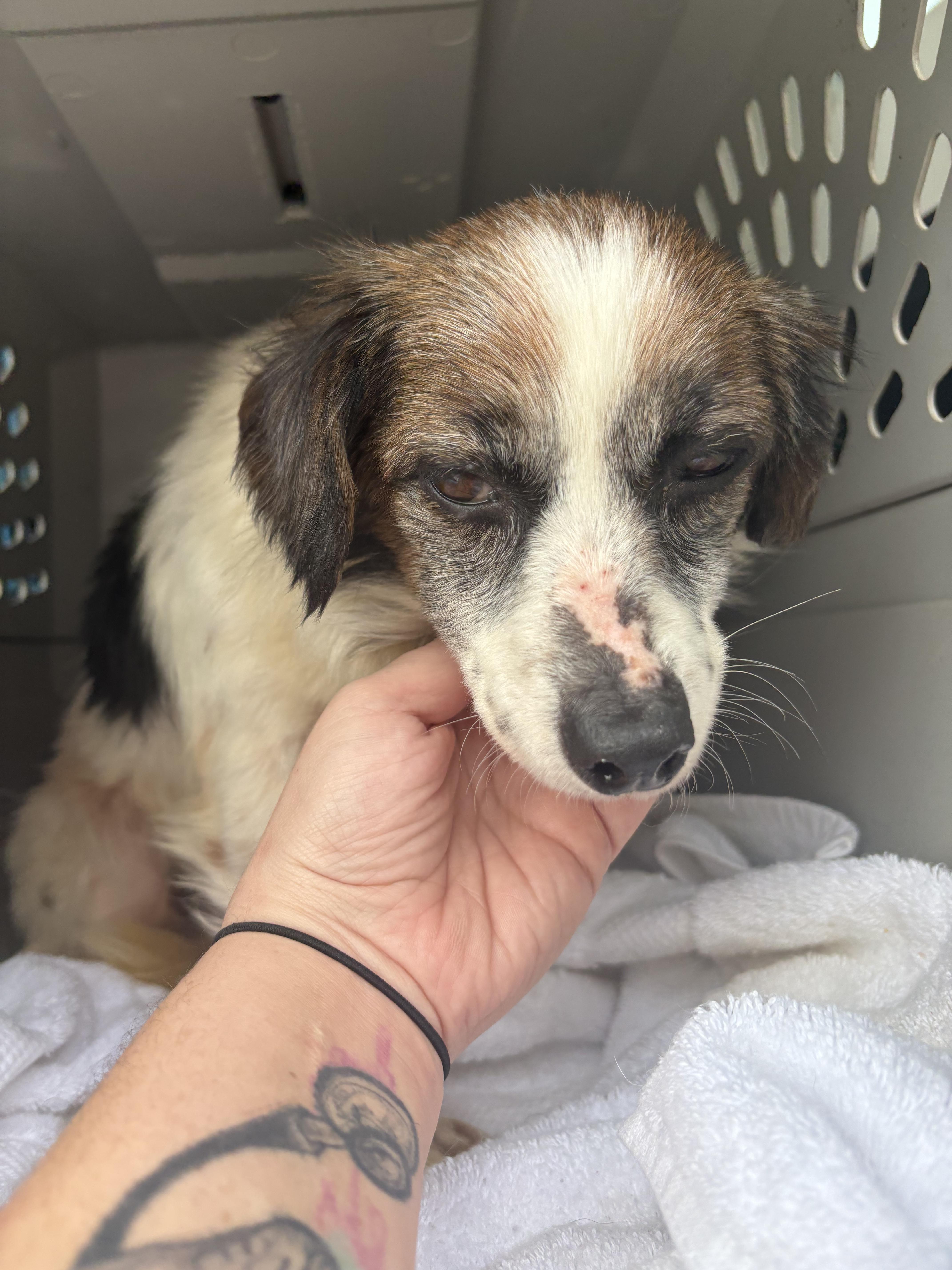 Enlarge Skully, a Adoptable mixed breed in Oak Ridge, TN image 1/3