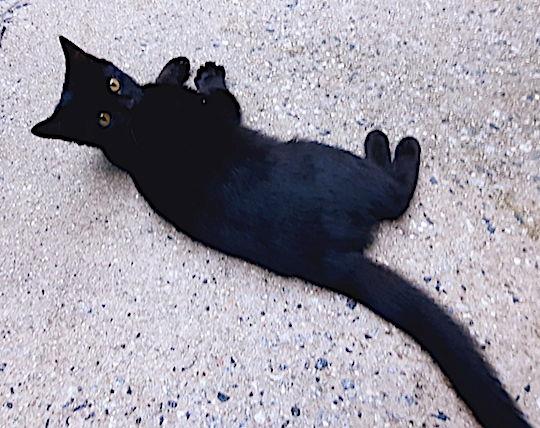 Enlarge Archimedes, a Adoptable Domestic Short Hair in Albemarle, NC image 1/1