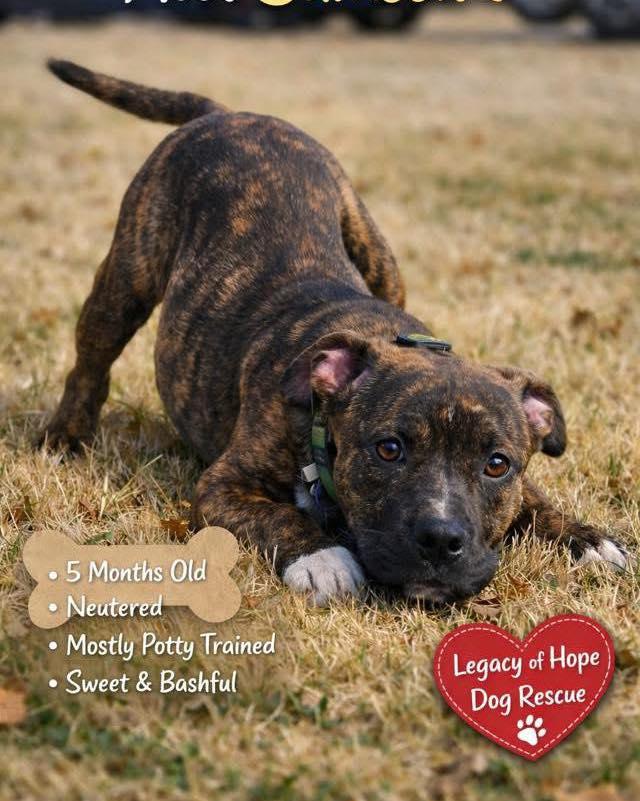 Enlarge Samson, a ADOPTABLE mixed breed in Broken Arrow, OK image 4/6