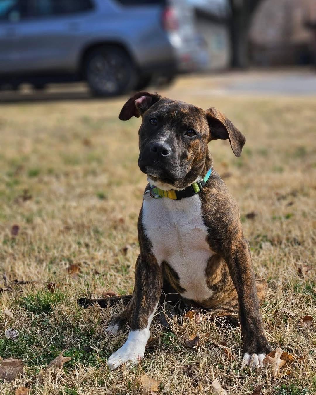 Enlarge Samson, a ADOPTABLE mixed breed in Broken Arrow, OK image 1/6