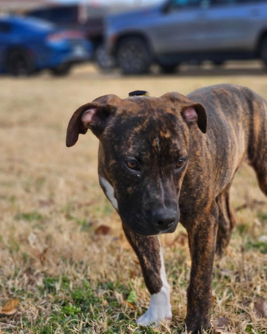 Enlarge Samson, a ADOPTABLE mixed breed in Broken Arrow, OK image 6/6