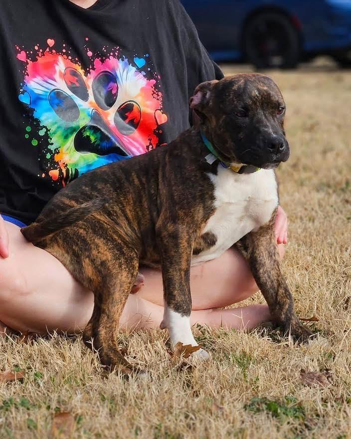 Enlarge Samson, a ADOPTABLE mixed breed in Broken Arrow, OK image 2/6