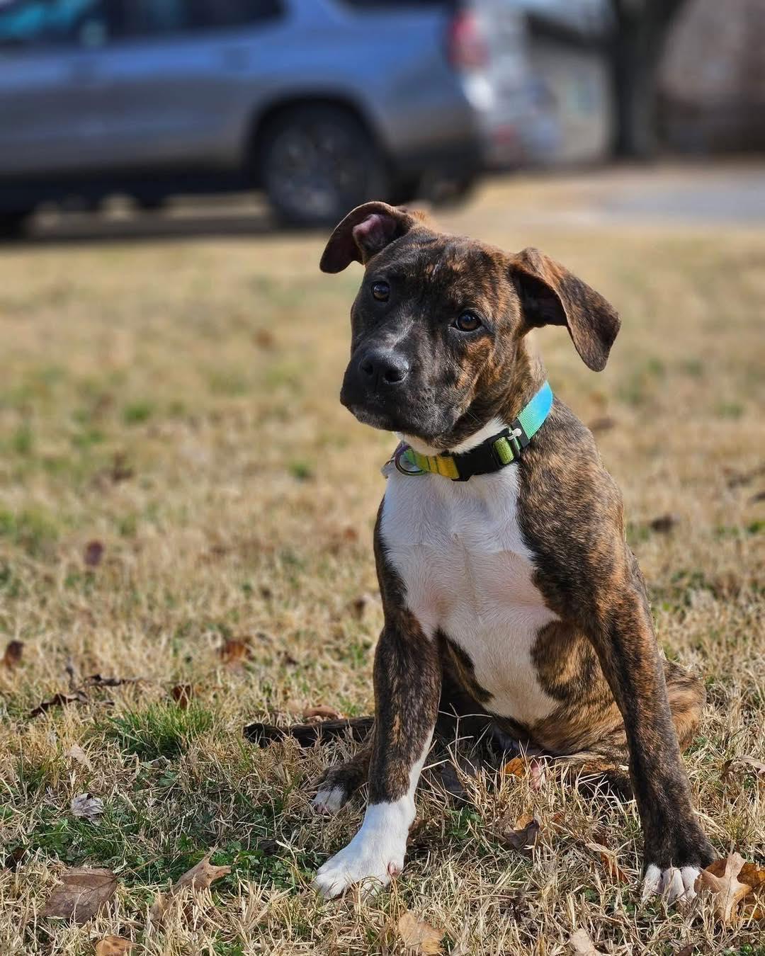 Enlarge Samson, a ADOPTABLE mixed breed in Broken Arrow, OK image 5/6