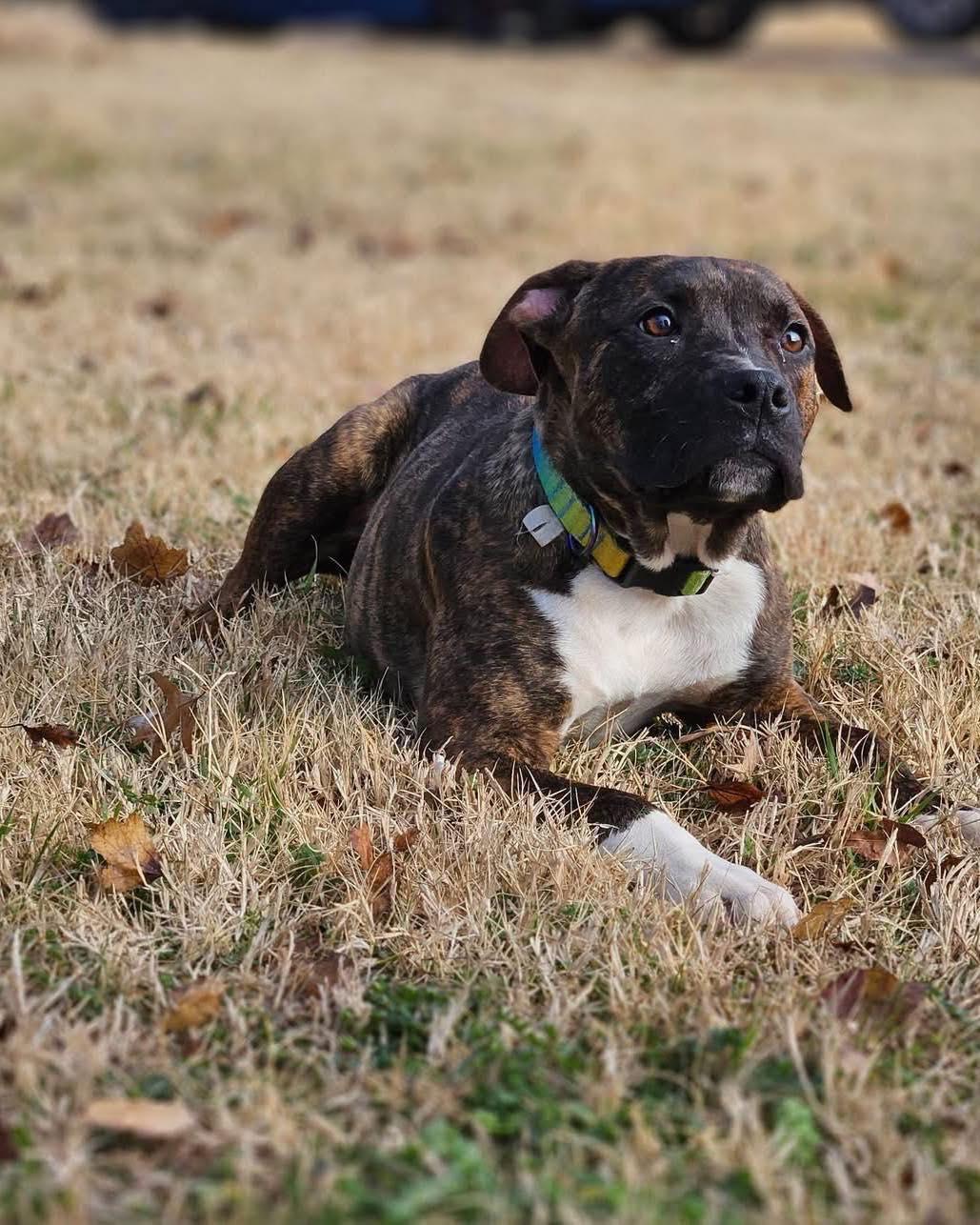 Enlarge Samson, a ADOPTABLE mixed breed in Broken Arrow, OK image 3/6