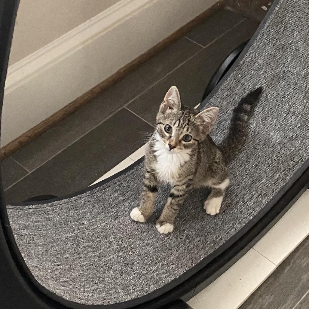Cady, Adoptable, Kitten Female Domestic Short Hair.