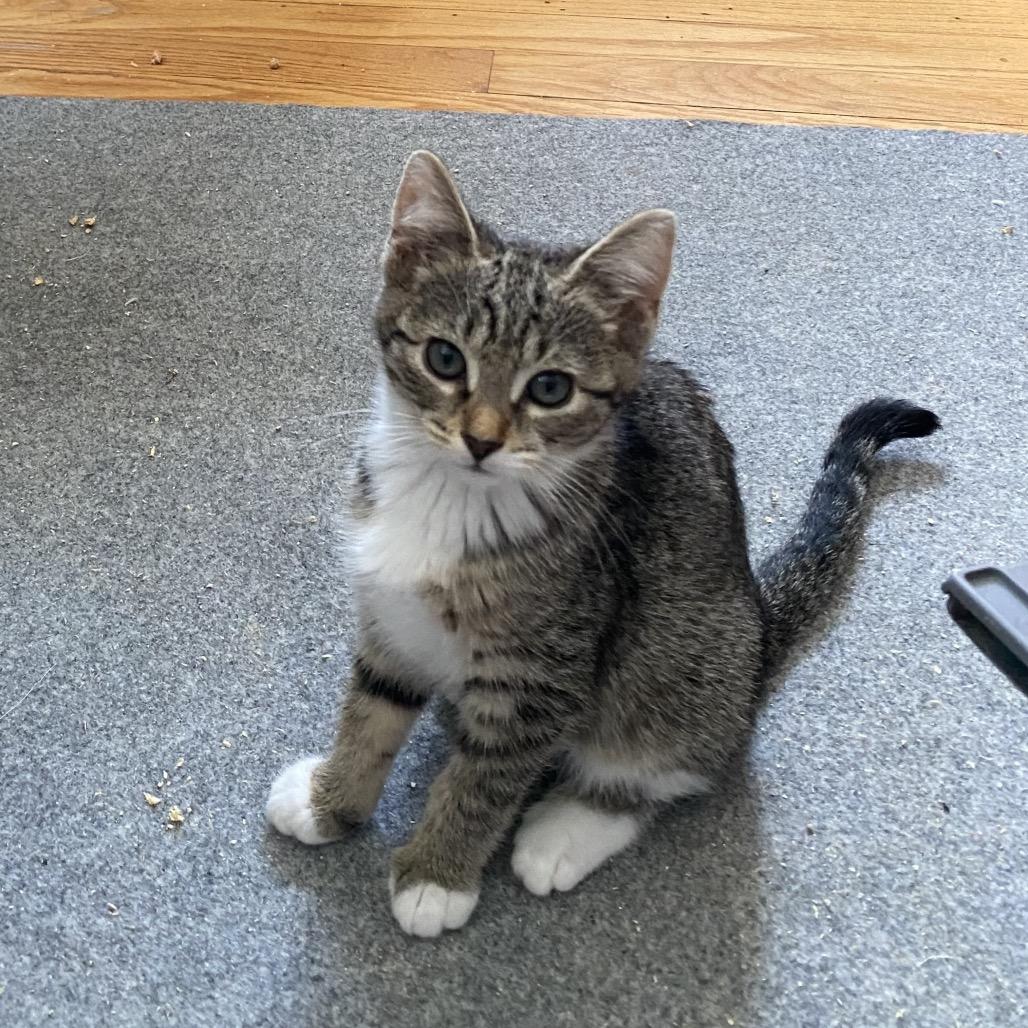 Cady, a Adoptable Domestic Short Hair in Woodbridge, VA image 2/2