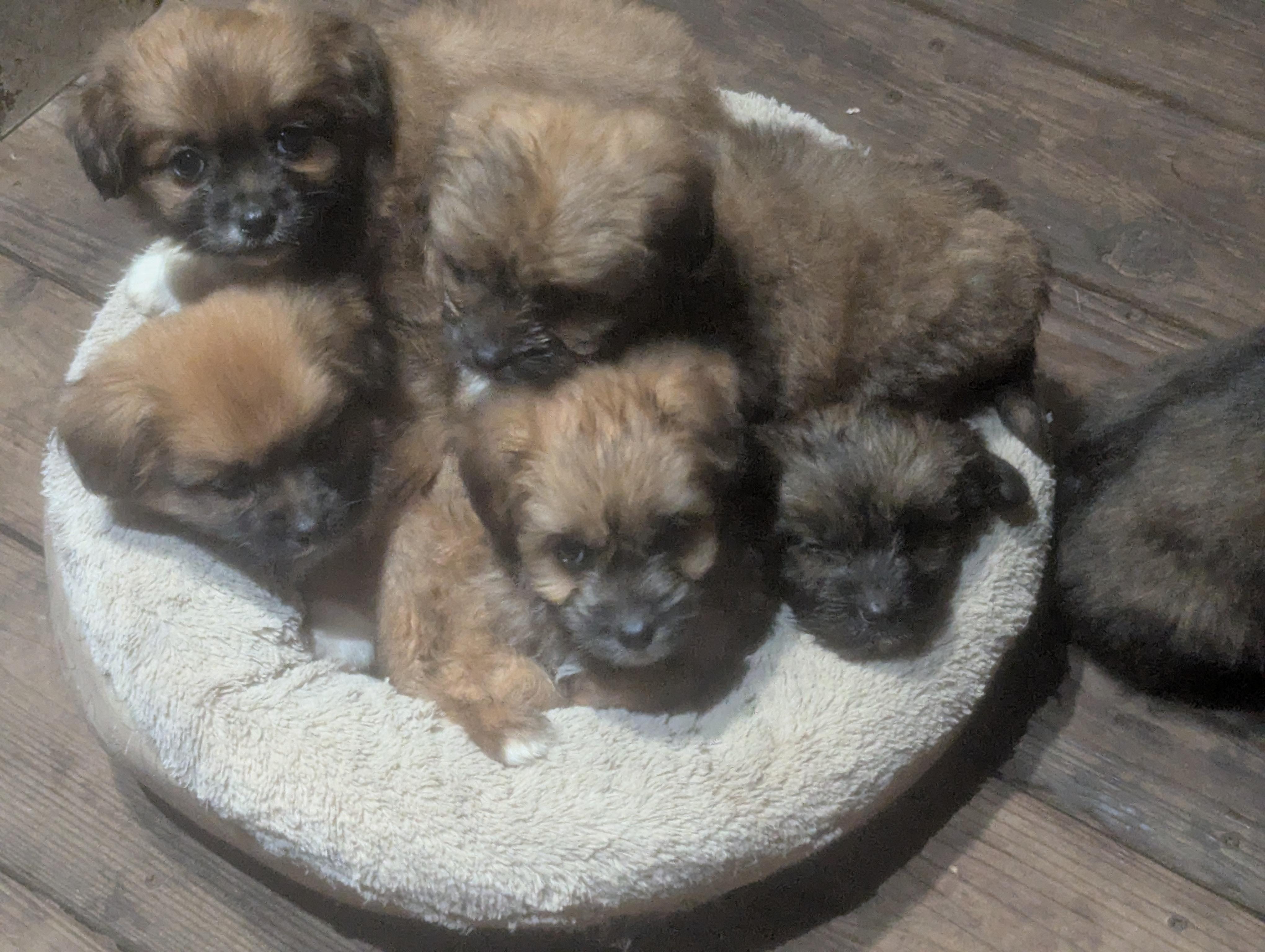 5 gorgeous Puppies♥️, ADOPTABLE, Puppy Male Brussels Griffon.
