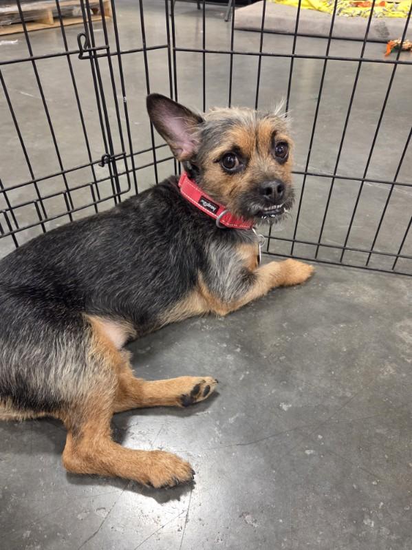 Stevie, a ADOPTABLE Terrier in Las Vegas, NV image 2/2