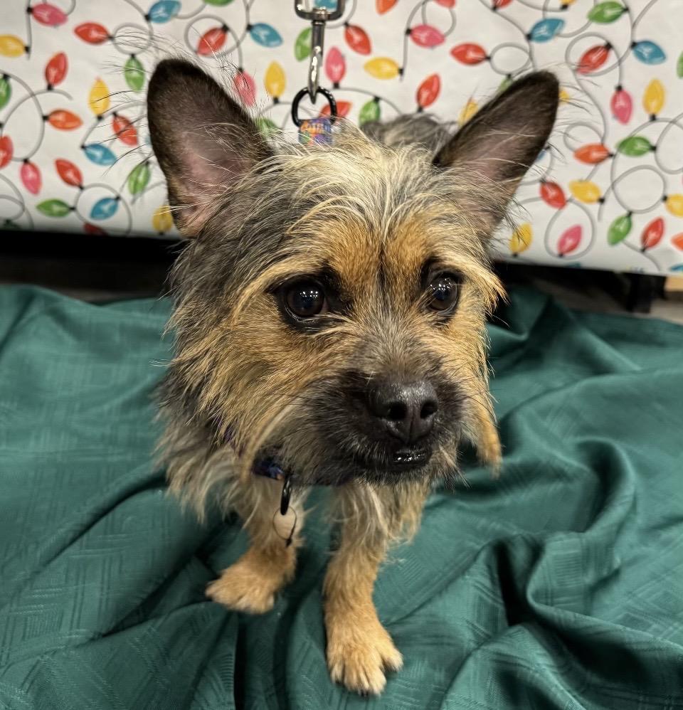 Stevie, ADOPTABLE, Adult Male Terrier.