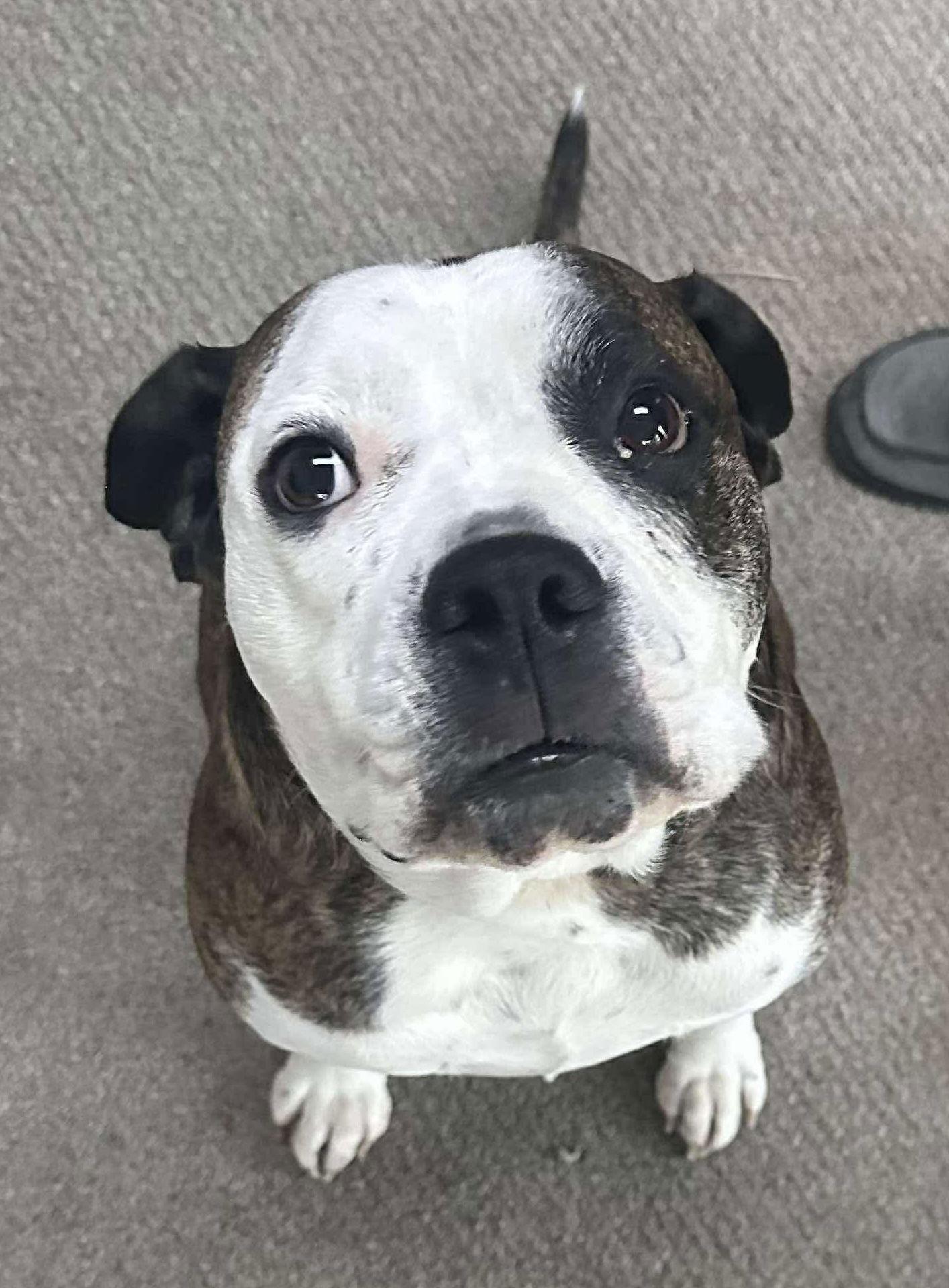 Amos — thumbnail 3